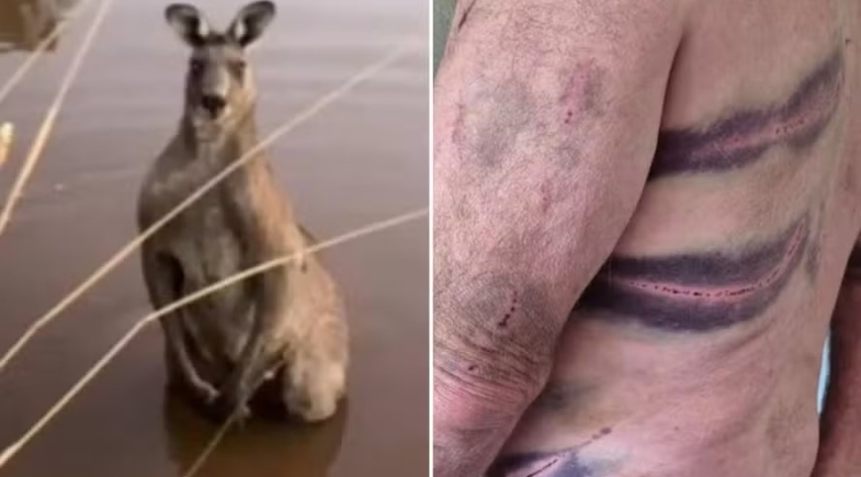 Chocante: Idoso tenta salvar cão, mas é brutalmente atacado por canguru; fotos