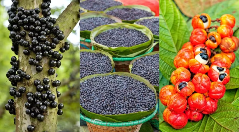 Brasil tem três frutas entre as 100 melhores do mundo; descubra quais são