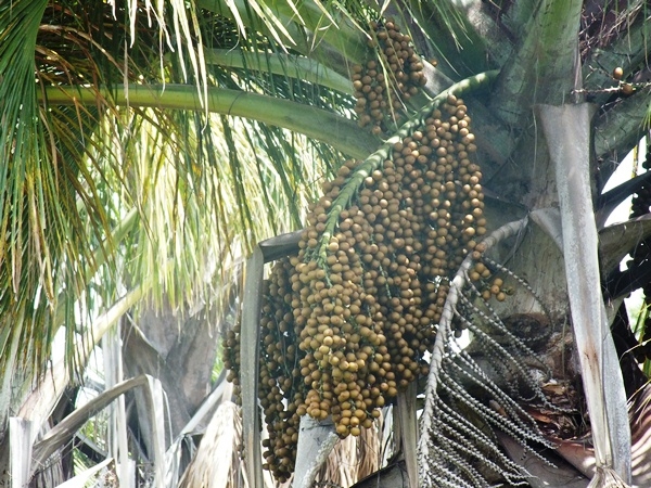 “INCRIVEL”  LAGOA COM ÁGUA SALGADA E DOCE EM SALINAS NO PIAUÍ - Imagem 15