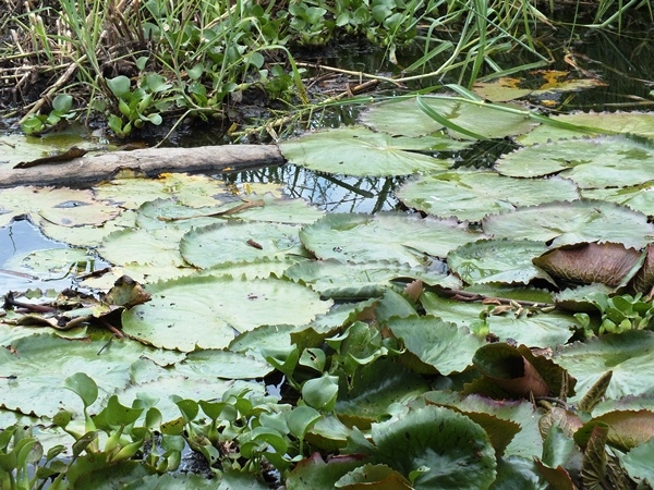 “INCRIVEL”  LAGOA COM ÁGUA SALGADA E DOCE EM SALINAS NO PIAUÍ - Imagem 8
