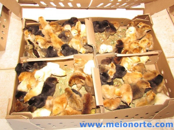 Nize Rego e prefeito Edílson Capote visitam localidades no interior do município. - Imagem 12