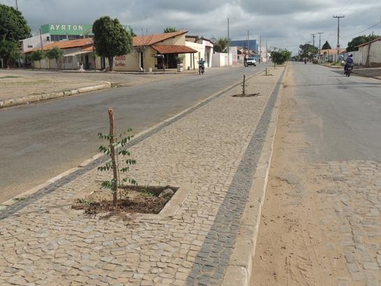 Mais árvores na cidade, mais vida em Água Branca - Imagem 4