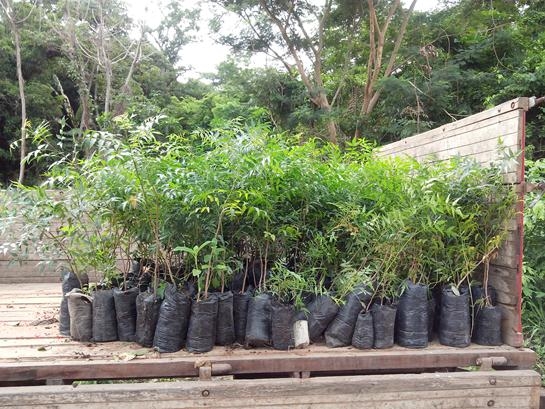Mais árvores na cidade, mais vida em Água Branca - Imagem 1