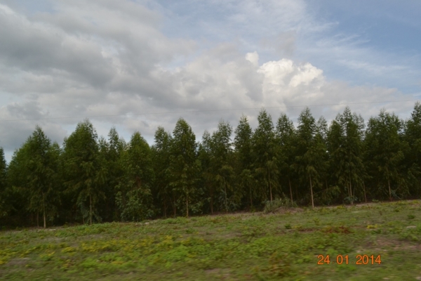 Fazenda Agropecuária Barras está plantando vários hectares de terra com soja - Imagem 11