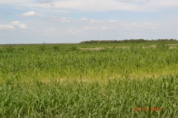 Fazenda Agropecuária Barras está plantando vários hectares de terra com soja - Imagem 19