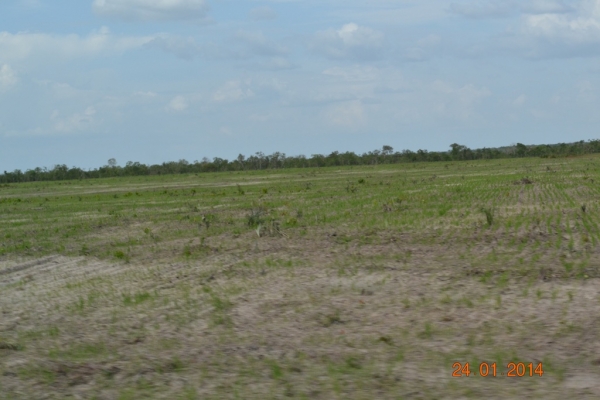 Fazenda Agropecuária Barras está plantando vários hectares de terra com soja - Imagem 15