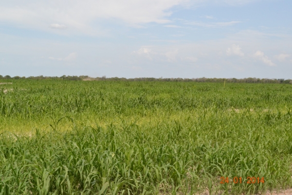 Fazenda Agropecuária Barras está plantando vários hectares de terra com soja - Imagem 20