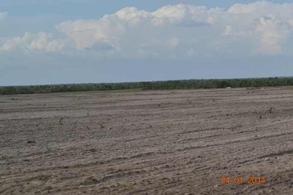 Fazenda Agropecuária Barras está plantando vários hectares de terra com soja - Imagem 16