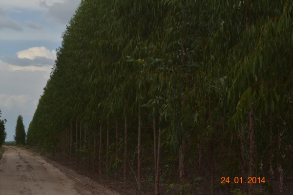 Fazenda Agropecuária Barras está plantando vários hectares de terra com soja - Imagem 7