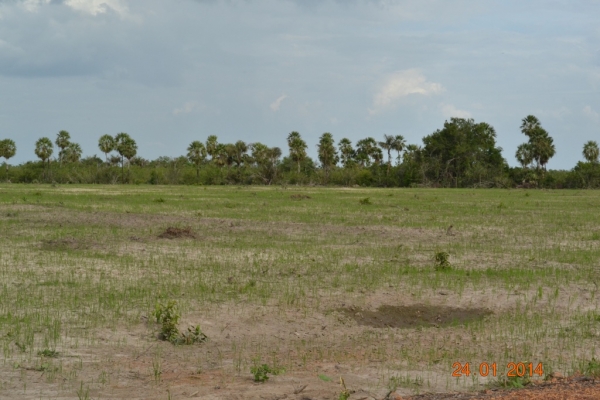 Fazenda Agropecuária Barras está plantando vários hectares de terra com soja - Imagem 14