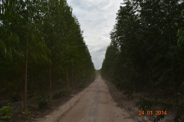 Fazenda Agropecuária Barras está plantando vários hectares de terra com soja - Imagem 8
