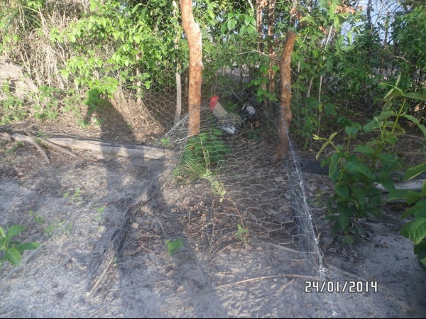 Projeto de Horta mostra o sucesso da Agricultura Familiar em Boa Hora - Imagem 22