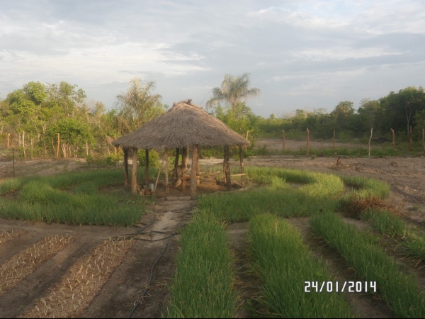 Projeto de Horta mostra o sucesso da Agricultura Familiar em Boa Hora - Imagem 9
