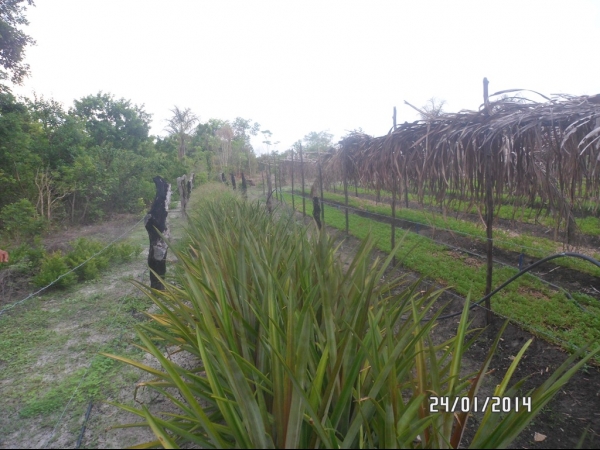Projeto de Horta mostra o sucesso da Agricultura Familiar em Boa Hora - Imagem 36