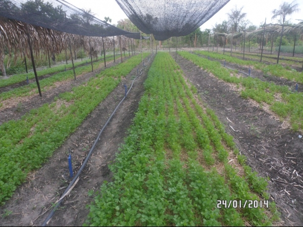 Projeto de Horta mostra o sucesso da Agricultura Familiar em Boa Hora - Imagem 38