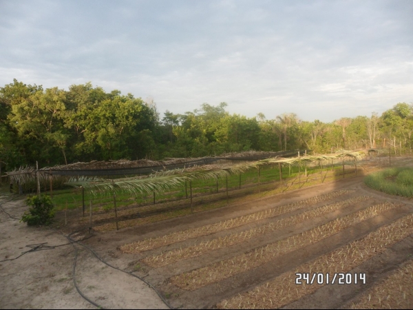 Projeto de Horta mostra o sucesso da Agricultura Familiar em Boa Hora - Imagem 8