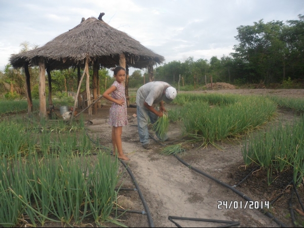 Projeto de Horta mostra o sucesso da Agricultura Familiar em Boa Hora - Imagem 6