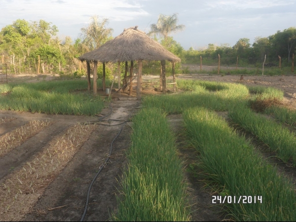 Projeto de Horta mostra o sucesso da Agricultura Familiar em Boa Hora - Imagem 18