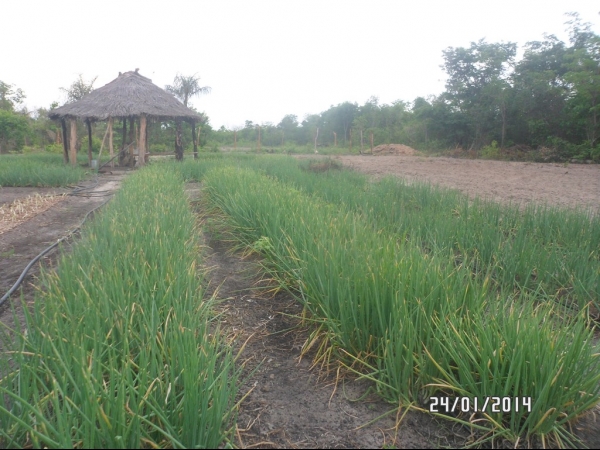 Projeto de Horta mostra o sucesso da Agricultura Familiar em Boa Hora - Imagem 44