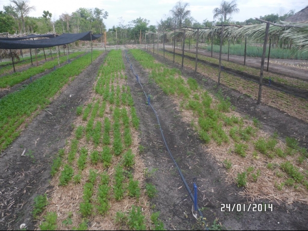 Projeto de Horta mostra o sucesso da Agricultura Familiar em Boa Hora - Imagem 1