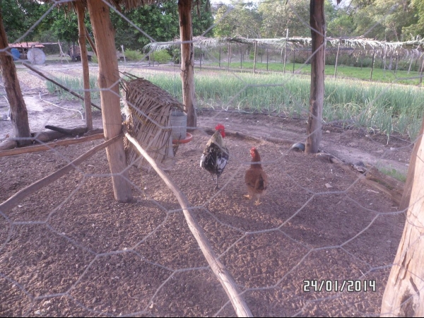 Projeto de Horta mostra o sucesso da Agricultura Familiar em Boa Hora - Imagem 13