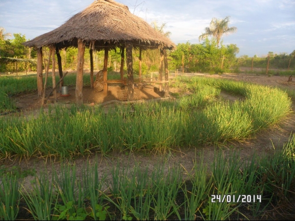Projeto de Horta mostra o sucesso da Agricultura Familiar em Boa Hora - Imagem 20