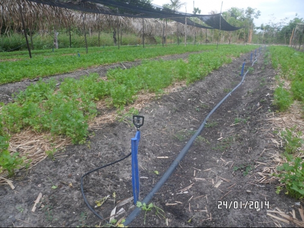 Projeto de Horta mostra o sucesso da Agricultura Familiar em Boa Hora - Imagem 2