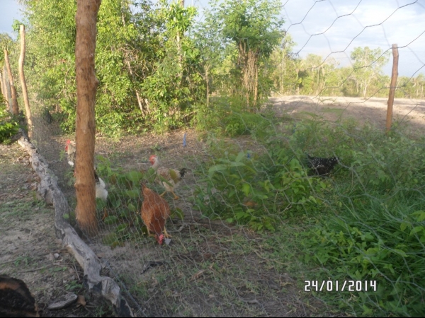 Projeto de Horta mostra o sucesso da Agricultura Familiar em Boa Hora - Imagem 25