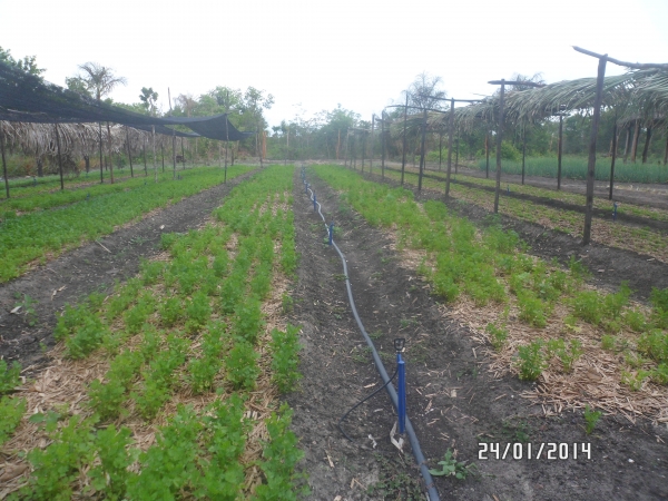Parabéns Boa Hora, pelos seu 20 anos de emancipação política - Imagem 19