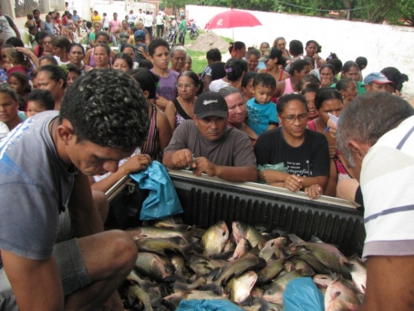 Mais de 16 mil kg de peixes  já foram distribuídos  no município de Miguel Alves - Imagem 3