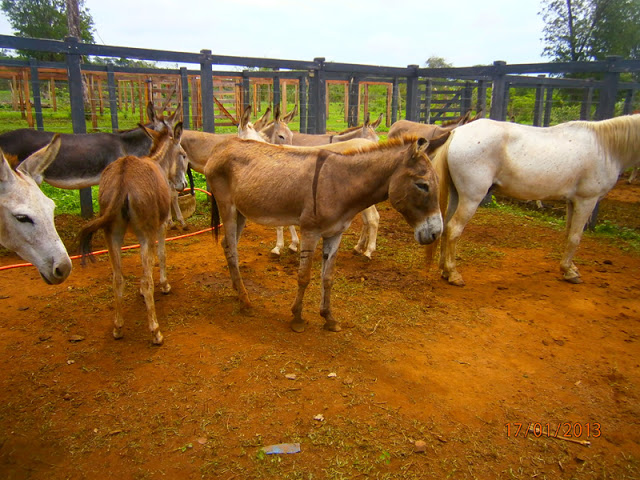 Prefeitura faz decreto que proíbe a permanência de animais soltos nas vias públicas
