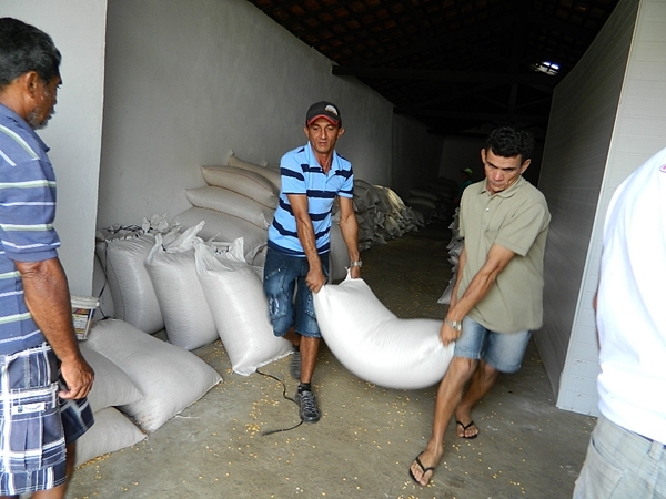 Prefeitura de Pedro II distribui 19 toneladas de milho para criadores - Imagem 1