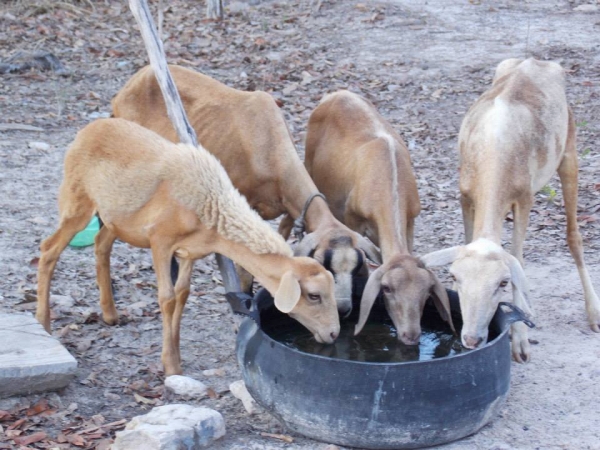 Abastecimento com carro pipa na zona rural de Capitão de Campos - Imagem 9