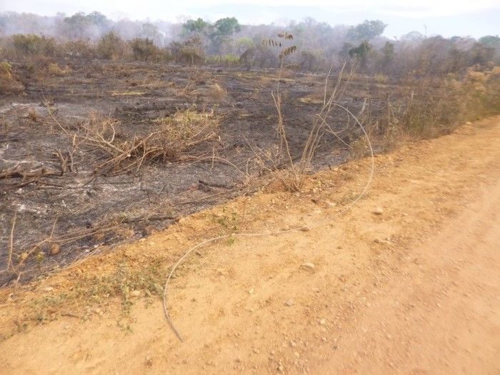 Grande incêndio destrói plantações, cercas e pode provocar morte de animais na Zona Rural do município de Redenção  - Imagem 2