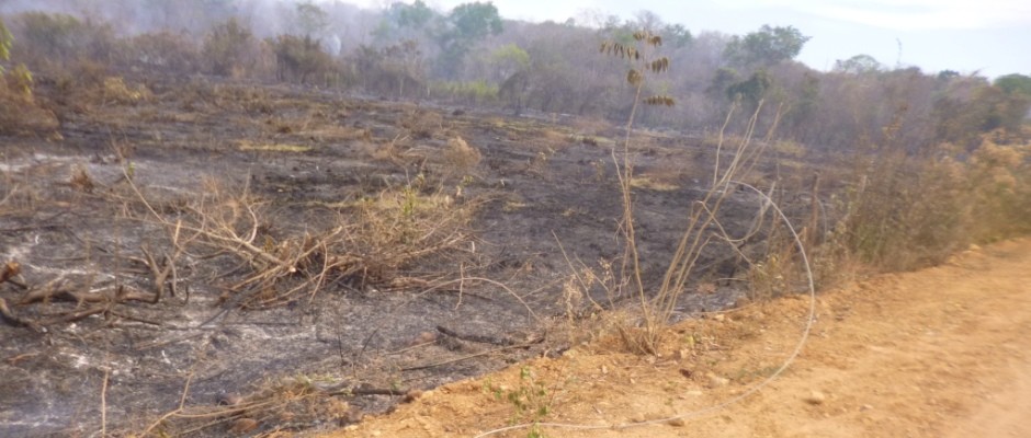 Grande incêndio destrói plantações, cercas e pode provocar morte de animais na Zona Rural do município de Redenção 