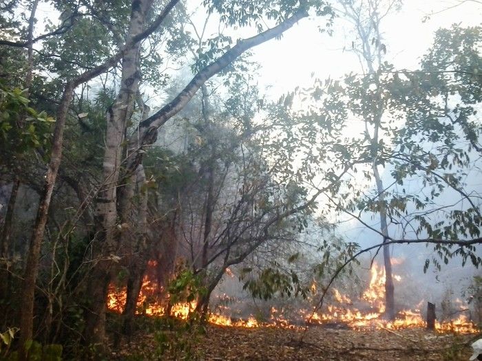 Incêndio de grandes proporções no Horto Florestal em Piripiri - Imagem 1