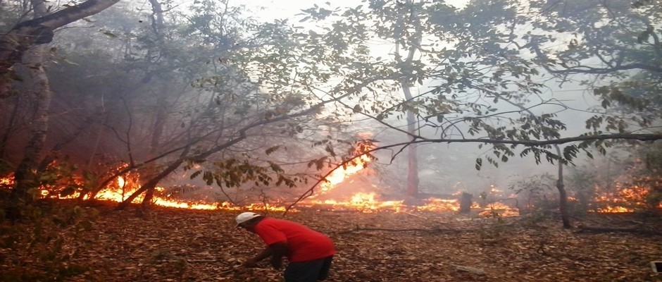  Incêndio de grandes proporções no Horto Florestal em Piripiri