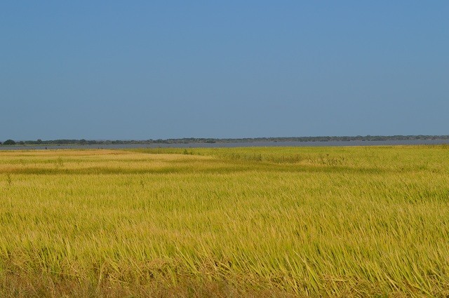 Prefeitura constrói trecho de estrada para agricultores escoar safra de arroz em Buriti dos Lopes - Imagem 2