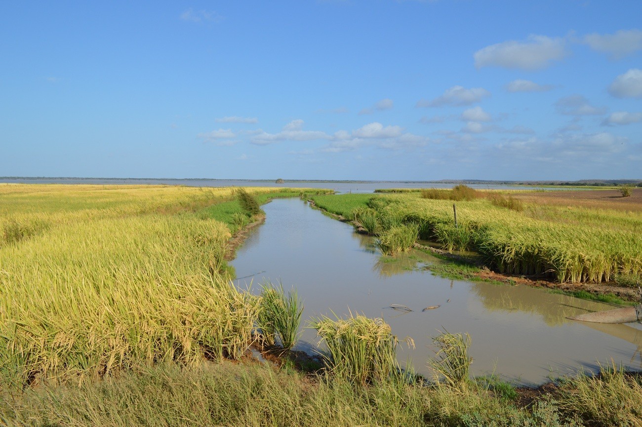 Prefeitura constrói trecho de estrada para agricultores escoar safra de arroz em Buriti dos Lopes