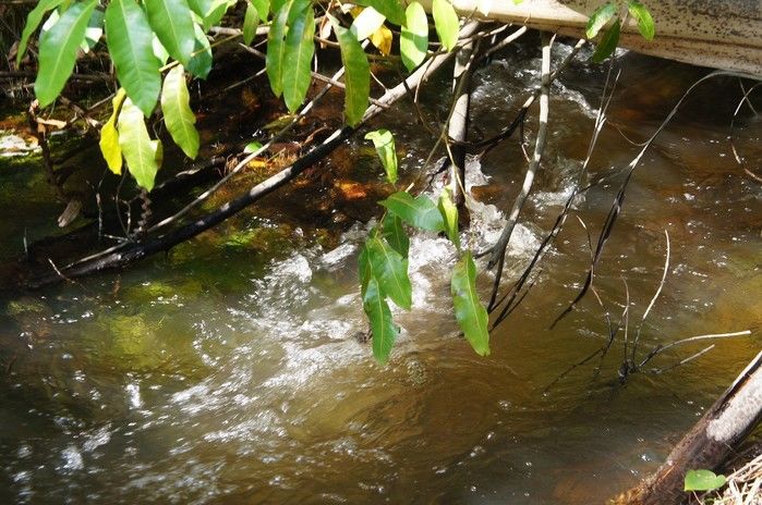 Vende-se a Fazenda Xingu com ótima localização - Imagem 2