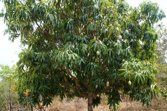 Vende-se a Fazenda Xingu com ótima localização - Imagem 8