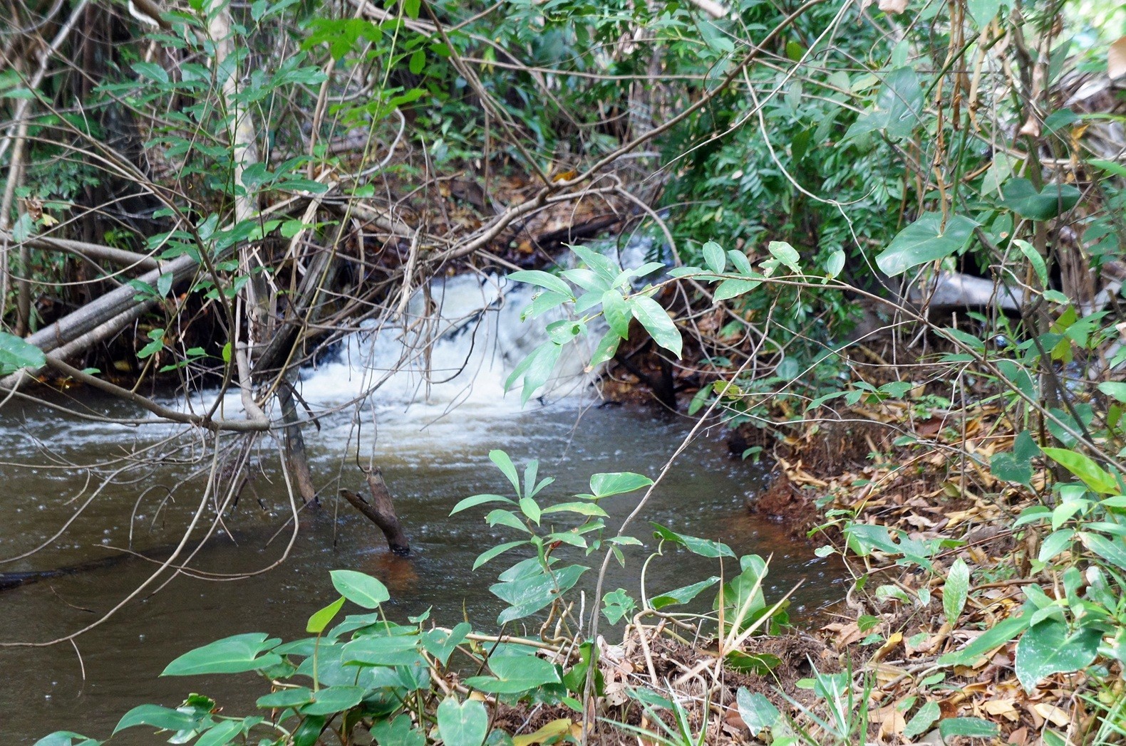 Vende-se a Fazenda Xingu com ótima localização