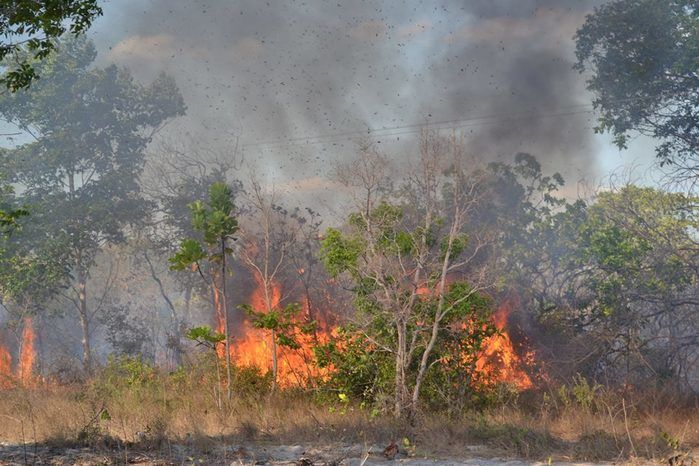 GAV: ‘Moradores acionam o Grupo para ajudar a conter o fogo’ - Imagem 4