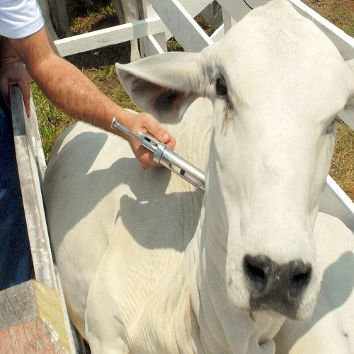 Campanha Contra Febre Aftosa em Cajueiro da Praia - Imagem 1