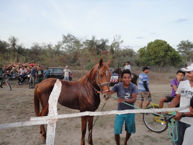 Festejos de São Francisco; Corrida de cavalos - Imagem 3