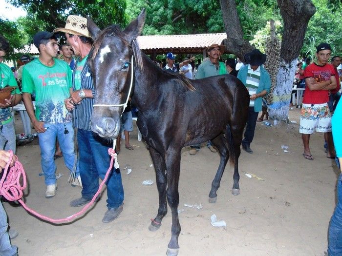 II Cavalgada das Serras tem participação record de público - Imagem 277