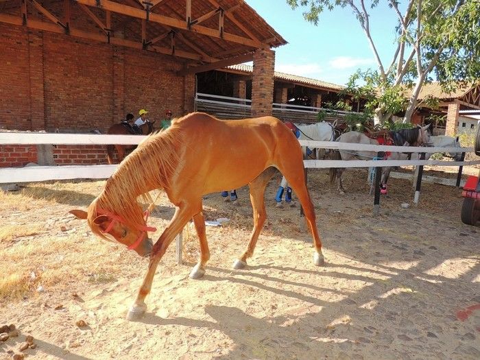 II Cavalgada das Serras tem participação record de público - Imagem 10