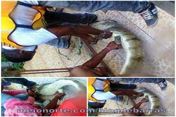 Inusitado: Jacaré passeia pela Avenida São José - Imagem 2