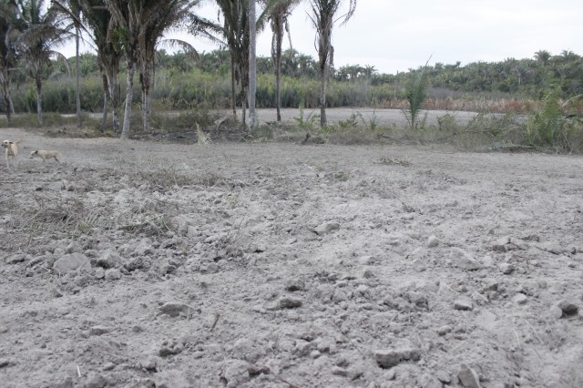 kits de Irrigação são distribuídos no Município de Miguel Alves - Imagem 2