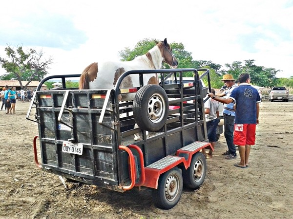 4ª Corrida de cavalos na localidade Perdiz - Imagem 34